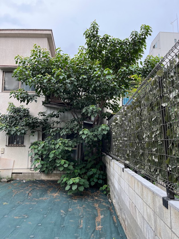 空き家の樹木伐採・剪定