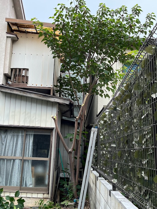 空き家の樹木伐採・剪定