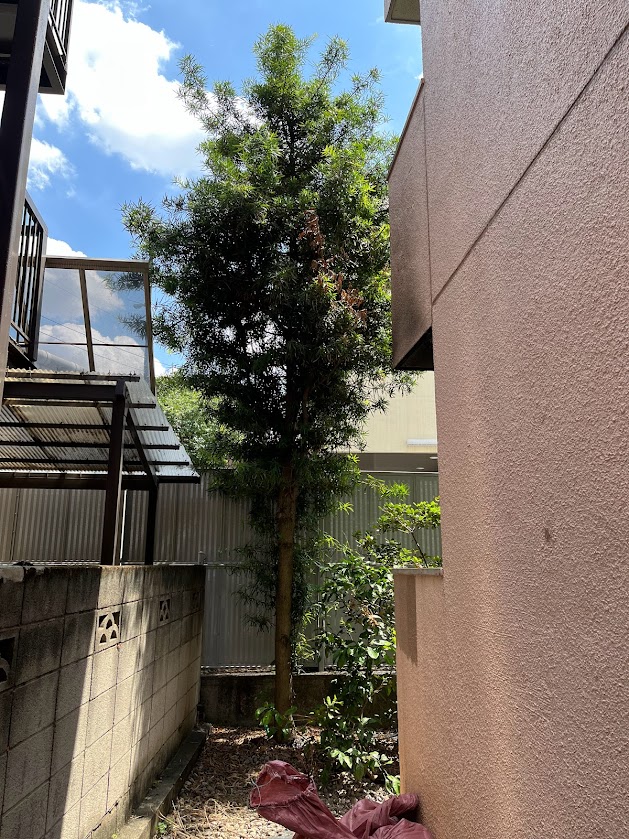 高木の伐採作業