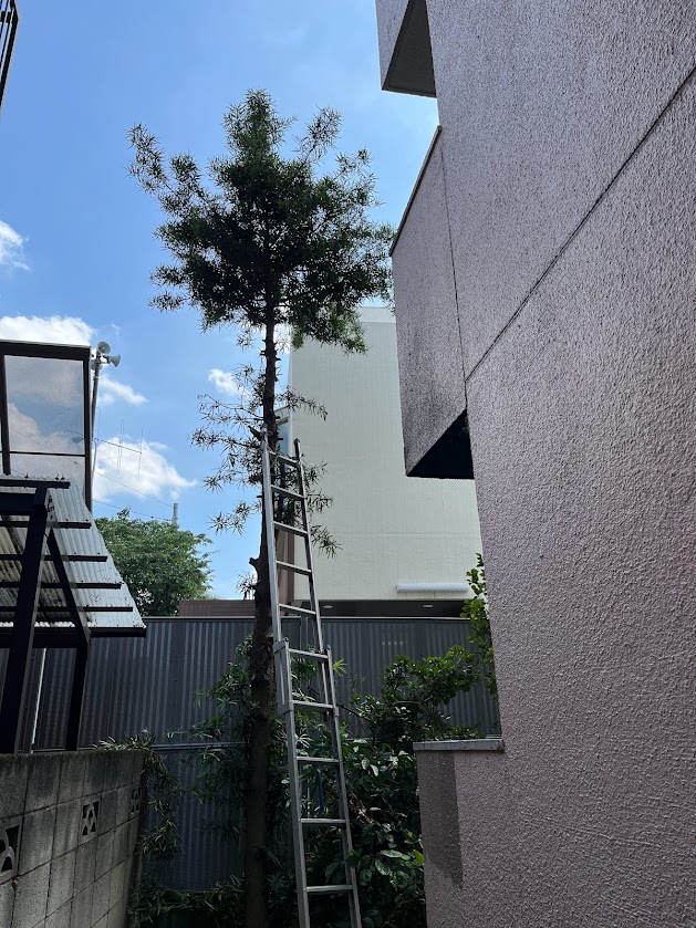 高木の伐採作業
