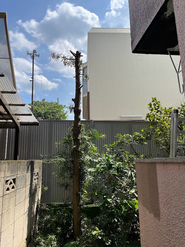 高木の伐採作業