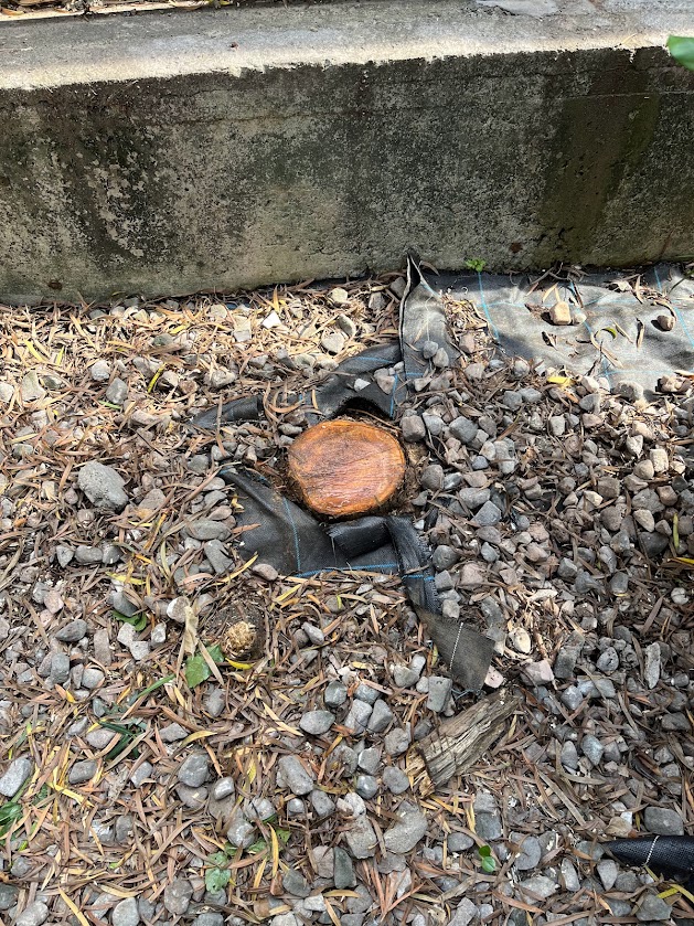 高木の伐採作業