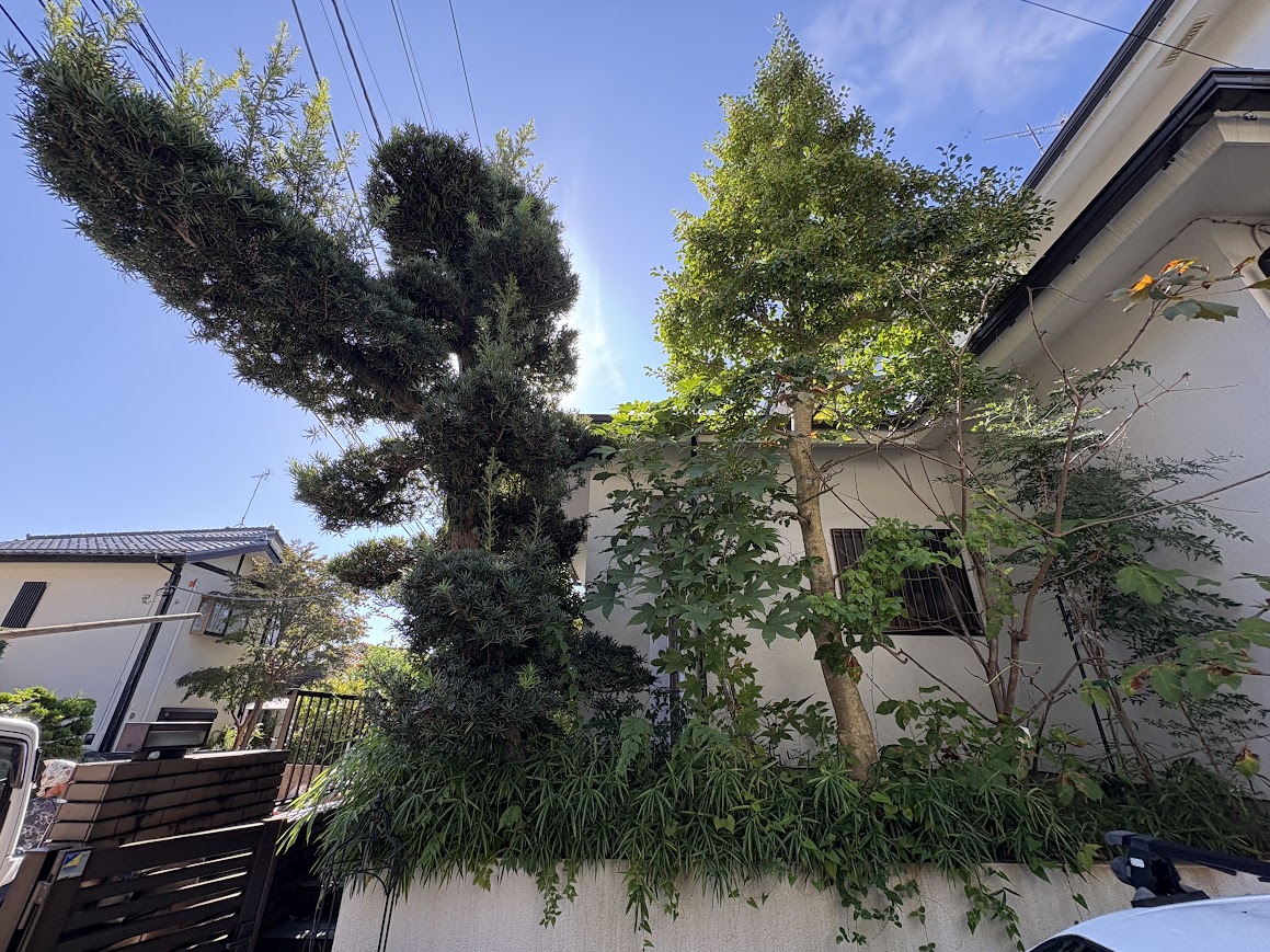 空き家の庭木伐採・敷地整理